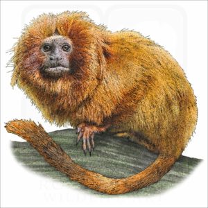 Golden Lion Tamarin illustration