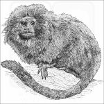Golden Lion Tamarin
