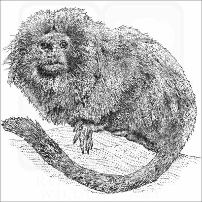 Golden Lion Tamarin