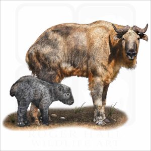 Golden Takin illustration