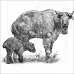 Golden Takin
