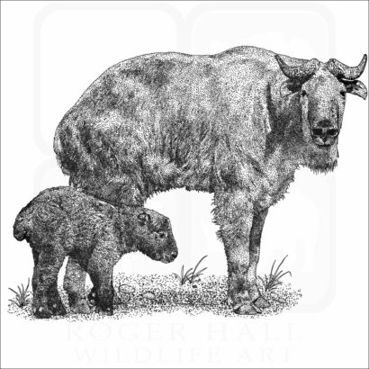 Golden Takin