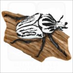 Goliath Beetle illustration
