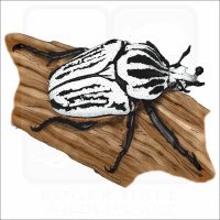 Goliath Beetle illustration