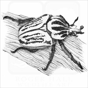 Goliath Beetle