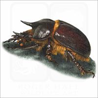 Gopher Beetle illustration