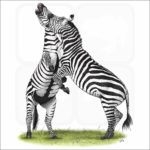 Grant's Zebras illustration