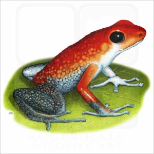 Granular Poison Dart Frog illustration