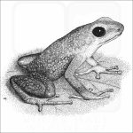Granular Poison Dart or Poison Arrow Frog