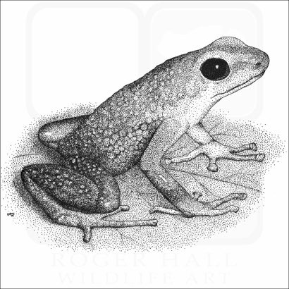 Granular Poison Dart or Poison Arrow Frog