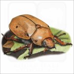 Grapevine Beetle illustration