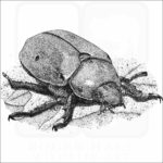 Grapevine Beetle