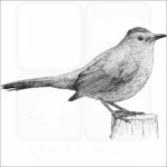 Gray Catbird