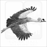 Gray Crowned Crane