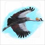 Gray Crowned Crane illustration