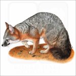 Gray Fox illustration