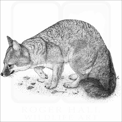 Gray Fox