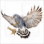 Gray Hawk illustration