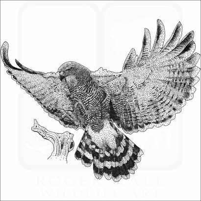 Gray Hawk