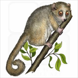 Gray Mouse Lemur illustration