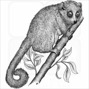 Gray Mouse Lemur