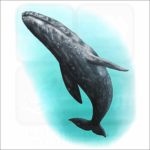 Gray Whale illustration