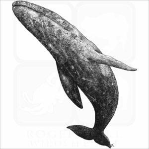 Gray Whale