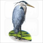 Great Blue Heron illustration