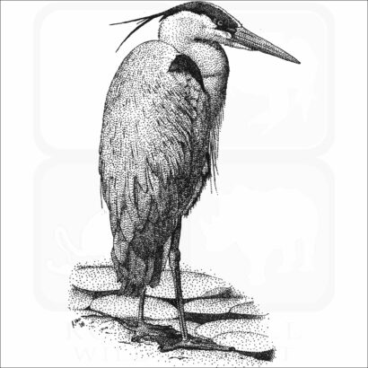 Great Blue Heron