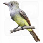 Great-Crested Flycatcher illustration