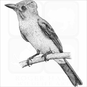 Great-Crested Flycatcher