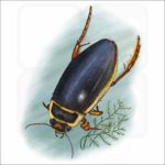 Great-Diving Beetle illustration