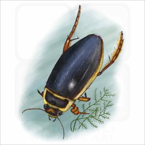 Great-Diving Beetle illustration