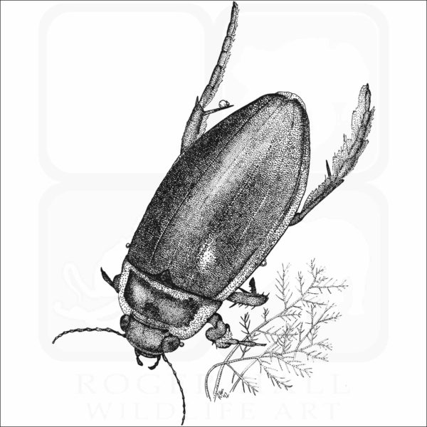 Great-Diving Beetle