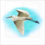 Great Egret illustration