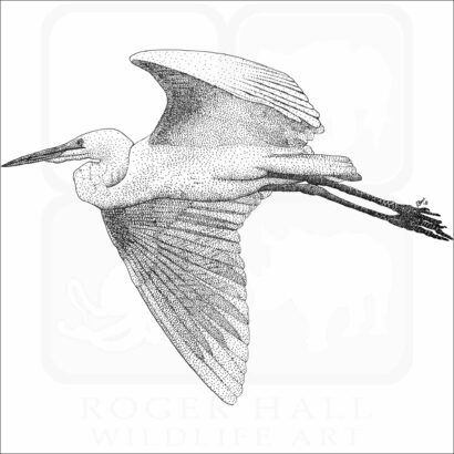 Great Egret