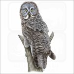 Great Grey Owl illustration