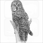 Great Grey Owl