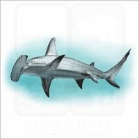 Great Hammerhead Shark illustration