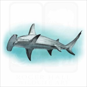 Great Hammerhead Shark illustration
