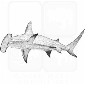 Great Hammerhead Shark