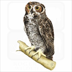 Great-Horned Owl illustration