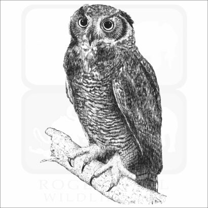 Great Horned Owl