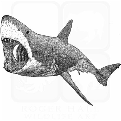 Great White Shark