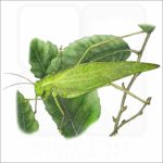 Greater Angle-Wing Katydid illustration
