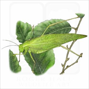 Greater Angle-Wing Katydid illustration