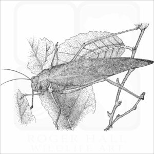 Greater Angle-Wing Katydid