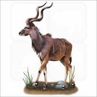 Greater Kudu illustration