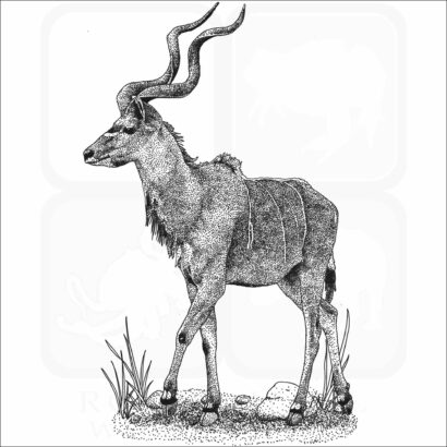 Greater Kudu