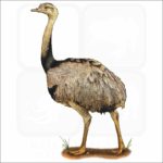 Greater Rhea illustration